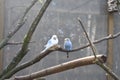 Beautiful view of a blue Budgerigar perched on a tree branch Royalty Free Stock Photo