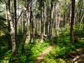 Beautiful view on the Blue Lakes Hiking Trail during the summer at Duck Mountain Provincial Park, Manitoba, Canada Royalty Free Stock Photo