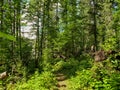 Beautiful view on the Blue Lakes Hiking Trail during the summer at Duck Mountain Provincial Park, Manitoba, Canada Royalty Free Stock Photo