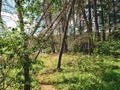 Beautiful view on the Blue Lakes Hiking Trail during the summer at Duck Mountain Provincial Park, Manitoba, Canada Royalty Free Stock Photo