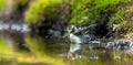 Beautiful view of a blue tit bathing in the forest Royalty Free Stock Photo