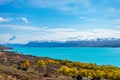 Beautiful view of bluish Pukaki lake with autumnal trees in the foreground and snowy Mount Cook in the background taken on a sunny Royalty Free Stock Photo