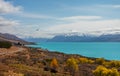 Beautiful view of bluish Pukaki lake with autumnal trees in the foreground and snowy Mount Cook in the background taken on a sunny Royalty Free Stock Photo