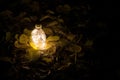 Magical fairy dust potion in bottle in the forest Royalty Free Stock Photo