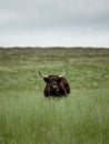 Beautiful view of Bovinae in the green field Royalty Free Stock Photo