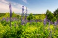 Beautiful view on Braslav lakes, in the foreground are blue lupine flowers