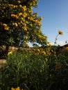 Beautiful view of a bright blue sky, Cassia leptophylla (Gold medallion tree), and Sunflowers (Helianthus).