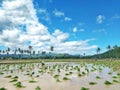 Beautiful view with bright sky and mountain in the agriculture paddy field, many Indonesian farmers planting paddy rice seeds. Royalty Free Stock Photo