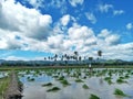 Beautiful view with bright sky and mountain in the agriculture paddy field, many Indonesian farmers planting paddy rice seeds. Royalty Free Stock Photo