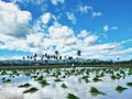 Beautiful view with bright sky and mountain in the agriculture paddy field, many Indonesian farmers planting paddy rice seeds. Royalty Free Stock Photo