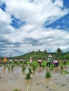 Beautiful view with bright sky and mountain in the agriculture paddy field, many Indonesian farmers planting paddy rice seeds. Royalty Free Stock Photo