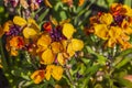 Beautiful view of bright yellow and orange petunia flowers with water drops. Royalty Free Stock Photo