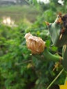 Cactus flower bud Royalty Free Stock Photo