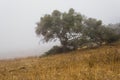 Beautiful view of california black oaks on golden rolling hills