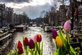 Tulips - Amsterdam - Buildings Royalty Free Stock Photo