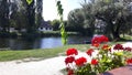 Beautiful View of a Canal, Tree and Red Flowers