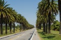 Beautiful view of the Canary palm road, located on the road that Royalty Free Stock Photo