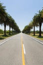Beautiful view of the Canary palm road, located on the road that Royalty Free Stock Photo