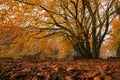 Beautiful view of Canfaito natural reserve in the autumn season, Marche, Italy