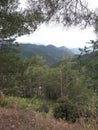Cedar valley in the mountains of Cyprus on a summer day Royalty Free Stock Photo