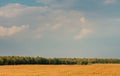 Beautiful view of a cereal field with stormy sky in background Royalty Free Stock Photo
