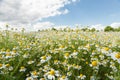 Beautiful view with chamomile daisies field on summer day