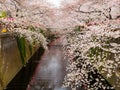 Beautiful view of a cherry blosson near of the river located in the city of hanami Kyoto, in the spring season Royalty Free Stock Photo