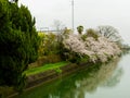 Beautiful view of a cherry blosson near of the river located in the city of hanami Kyoto, in the spring season Royalty Free Stock Photo