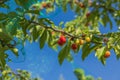 Beautiful view of cherry tree branches with red berries on blue sky background. Royalty Free Stock Photo