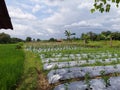 beautiful view of the chili fields which are growing abundantly