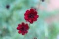 Beautiful view of Chocolate cosmos flower in the garden