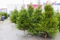 Beautiful view of Christmas tree market. Gorgeous  green trees on blue sky background. Christmas holidays concept. Royalty Free Stock Photo