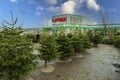 Beautiful view of Christmas tree market. Gorgeous  green trees on blue sky background. Christmas holidays concept. Royalty Free Stock Photo