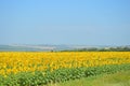 Relaxing summer landscape with a field fulled of sunflower.