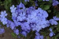 Beautiful view of a cluster of a Blue Plumbago flowers bloomed in the garden