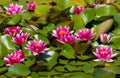 Beautiful view of a cluster of pink Water lily flowers in a pond