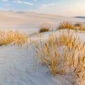 Beautiful view of the coastal dunes