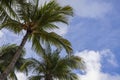 Beautiful view on coconut palm trees tops on blue sky with white clouds background. Royalty Free Stock Photo