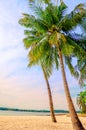 Beautiful view , coconut plam trees on the beach at Koh Mak , Thailand