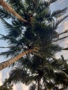 Beautiful view coconut tree in cenral java