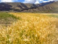 Beautiful View of Colorful Natural golden wheat fields with Asian mountain ranges and blue sky background. Staples Farming, Agricu