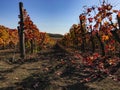 Beautiful view of colorful straight, long autumn rows of grapes with clear sky, red and orange leafs Royalty Free Stock Photo