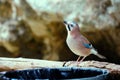 Beautiful view of a colorful and unique little birdie looking up perched on its nest