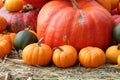 Beautiful view of colorful varieties of pumpkins in autumn