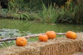 Beautiful view of colorful varieties of pumpkins in the background of a lake