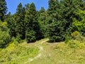 Beautiful view of the coniferous forest and green meadow. The footpath leads deep into the forest. Nature concept