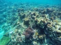 Beautiful view of coral colony underwater. With small lovely Nemo