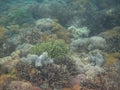 Beautiful view of Coral Reef under water of Pink Beach, Komodo Islands, East Nusatenggara Royalty Free Stock Photo