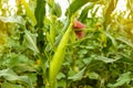 Beautiful view of corn growing in field Royalty Free Stock Photo