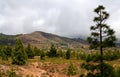 Beautiful view of the countryside around El Roque Imoque mountain with Canary pine trees in Ifonche,Tenerife,Canary Islands,Spain. Royalty Free Stock Photo